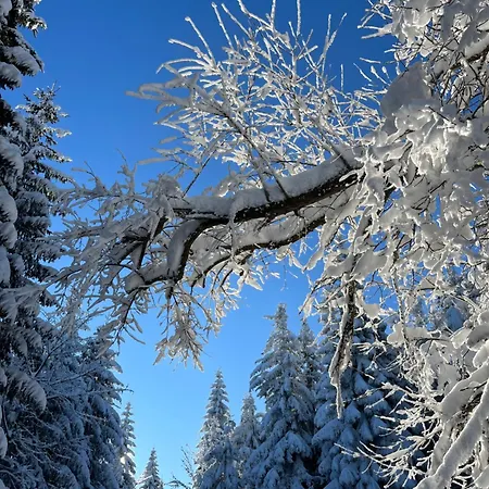 Daire Woodyou - Izerski